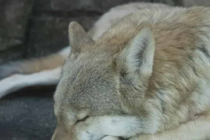 Lobo Parque und El Torcal de Antequera 2